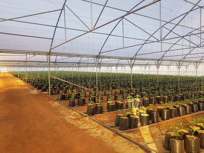 Commercial Greenhouse Multispan Tunnel