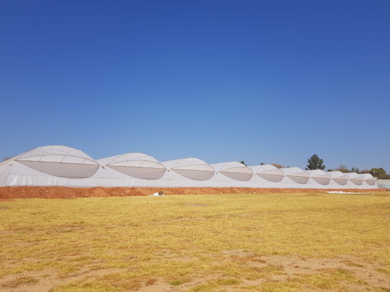 Commercial Greenhouse Multispan Tunnel