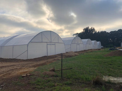 Commercial Greenhouse Tunnel 30.8m (Long) x 10.5m (Wide) x 4.1m (High)- Standard Structure