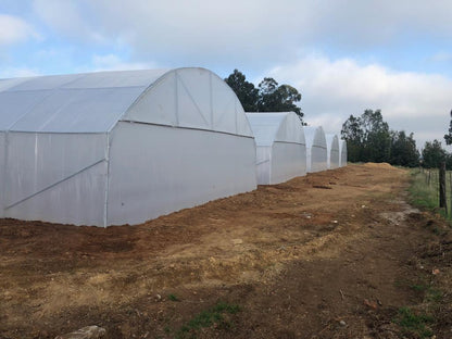 Commercial Greenhouse Tunnel 30.8m (Long) x 10.5m (Wide) x 4.1m (High)- Standard Structure