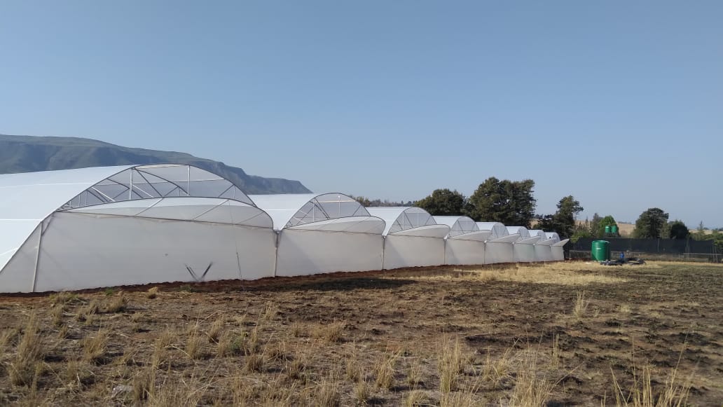 Commercial Greenhouse Multispan Tunnel