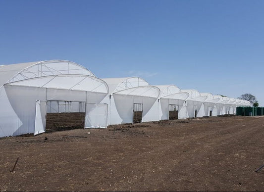 Commercial Greenhouse Multispan Tunnel